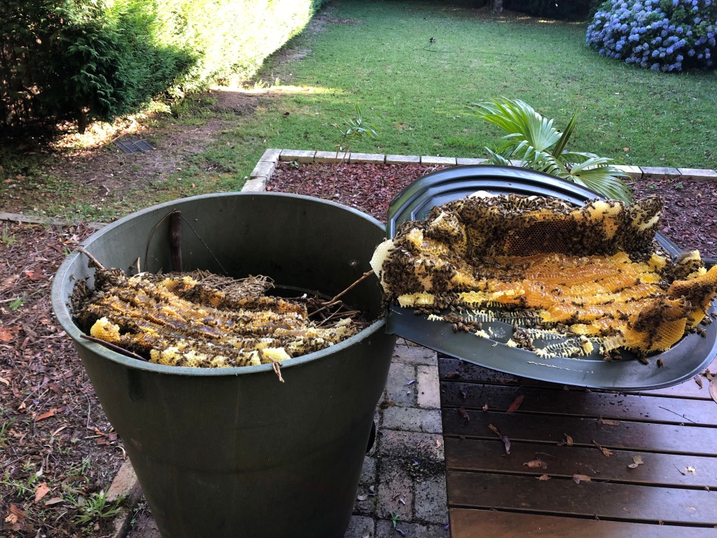 Bee colony in a bin