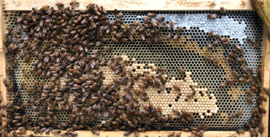 frame of bees